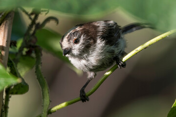 scruffy long tailed tit
