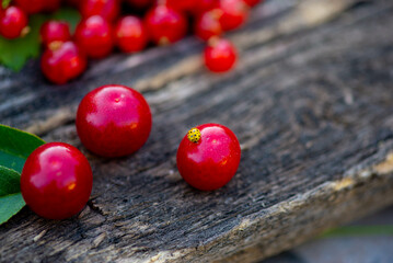 a yellow ladybug is sitting on a cherry tree. High quality photo