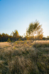 autumn forest in the evening