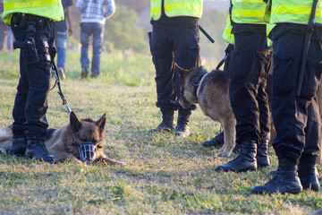 wzmocniony i uzbrojony patrol prewencji policji z psami na imprezie masowej - obrazy, fototapety, plakaty