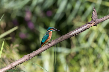 Fototapeta premium Common Kingfisher Alcedo atthis hunting by the river, beautiful colorful bird sitting on the branch and hunting fish, catching fish
