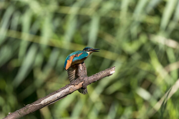 Common Kingfisher Alcedo atthis hunting by the river, beautiful colorful bird sitting on the branch and hunting fish, catching fish
