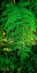 Fern leaf in the forest