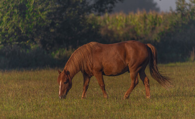 Naklejka na ściany i meble Horse on morning pasture land with nice fresh fog and nice light
