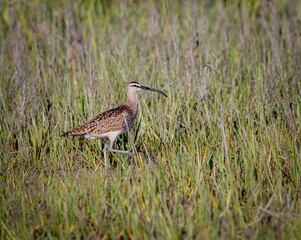 A whimbrel bird walks through the tall marsh grass in Carolina Beach State Park.