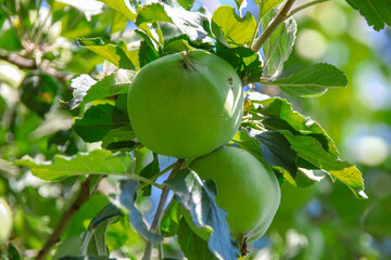 Little green apples and green leaves on an apple tree in the garden