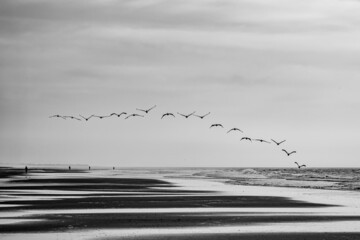 Black and white image of flock of pelicans flying over Wrightsville beach at dawn