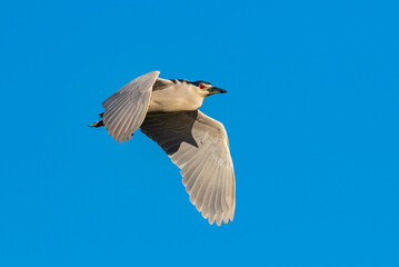 Obraz premium Black crowned night heron flies through the sky in Florida
