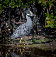 Black Crowned Night Heron in breeding feathers, walks in shallow water
