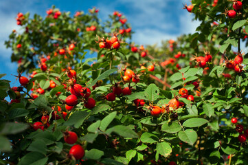 A lot of red ripe rose hips growing on a plant against the sky