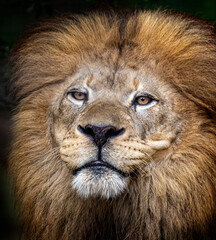 Close up of male lion lookng at camera