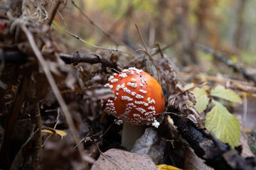 Red fly agaric in autumn forest in the leaves and dried grass.. Amanita muscaria.