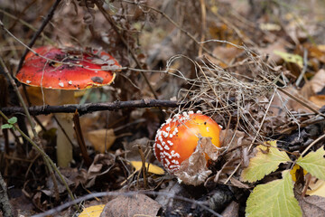 Red fly agaric in autumn forest in the leaves and dried grass.. Amanita muscaria.