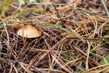 Small mushroom in the forest among spruce needles and autumn grass.