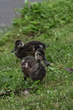 duck in the grass
