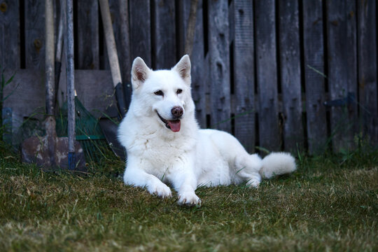 white haski dog sits and looks around