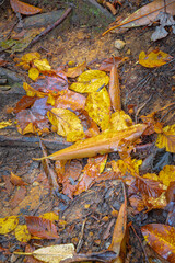 Colorful autumn background of wet fall leaves on the forest floor