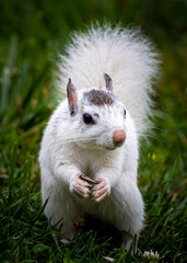 Cute white squirrel holds a seed in his hands