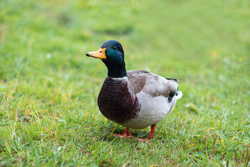 Naklejka na ściany i meble Close-up of a bright beautiful mallard duck drake on the grass.