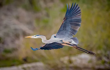 Foto op Plexiglas Great blue heron takes flight with wings wide in Florida © Jo