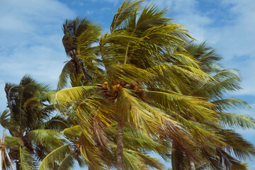 coconut tree blowing in wind with sky background
