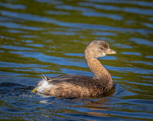 Pie billed grebe waterbird swimming.
