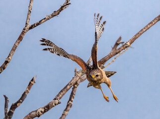 Red shouldered hawk takes off from tree branch in Myakka State Park