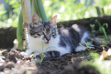 Cute kitten laying down on the ground in the garden. Kitten stock photo.