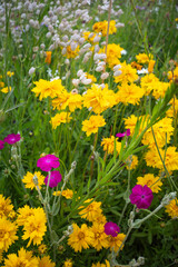 Fototapeta premium Jardin fleuri