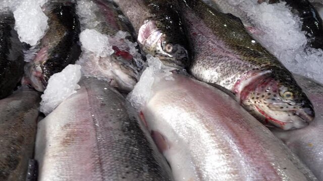 Chilled trout on ice. The counter of a fish store.