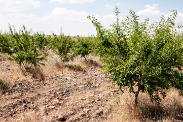 Fototapeta na wymiar almond tree garden farm orchard harvest
