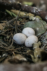 pidgeons eggs nature nest