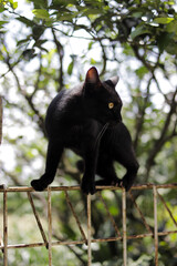 A black cat walking on fences. Cat stock photo.