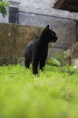 Naklejka na ściany i meble Black cat walking on green grass. Black cat stock photo