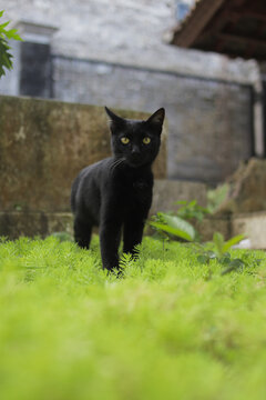Black cat walking on green grass. Black cat stock photo