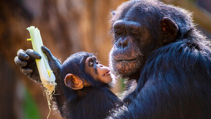 Close up portrait of a mother and baby chimpanzee