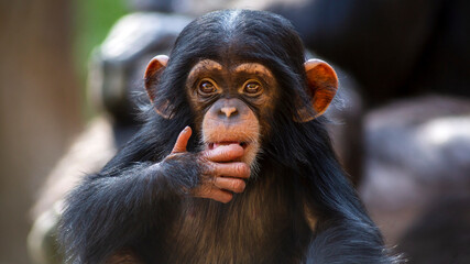 Close up portrait of a cute baby chimpanzee making eye contact - obrazy, fototapety, plakaty