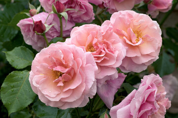 Large, fragrant, sumptuous, coral-pink roses with a bud against a dark-leafed rose shrub in spring. Pink rose flowers on the rose bush in the garden in summer. Flower background