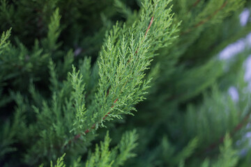 Selective focus of cypress branch or christmas evergreen tree.