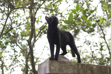 Obraz premium Curious Black cat looks up standing on fences. Black cat stock photo