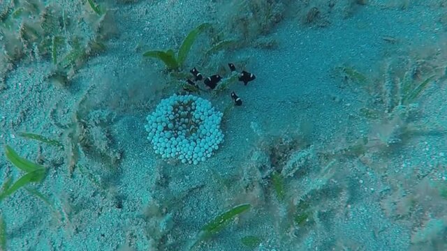 HD video footage of Three Spot Domino Damselfish (Dascyllus trimaculatus) in an anemone in the Red Sea, Egypt