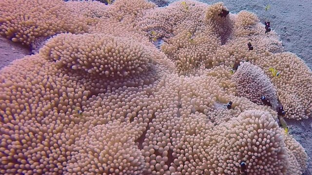 HD video footage of Three Spot Domino Damselfish (Dascyllus trimaculatus) in an anemone in the Red Sea, Egypt