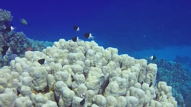 HD video footage of Bicolor Pullers (Centruroides bicolor) in the Red Sea, Egypt