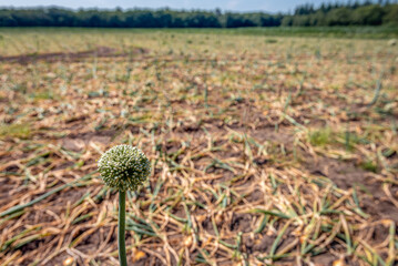 Large Dutch field with harvest-ripe onions in summertime. The leaves of almost all onion plants are broken to promote the ripening of the bulbs. But one onion plant in the did manage to flower.