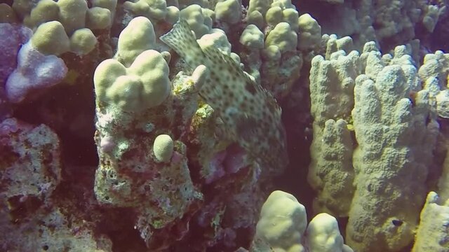 HD video footage of a Greasy Grouper (Epinephelus tauvina) in the Red Sea, Egypt