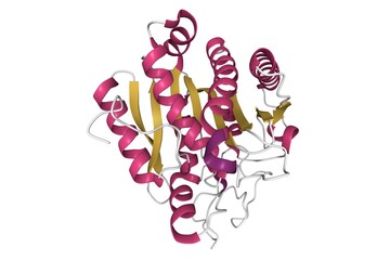 Crystal structure of human carboxypeptidase A1, 3D cartoon model, secondary structure color scheme, PDB 2v77, white background