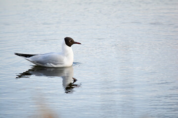 Black headed gull