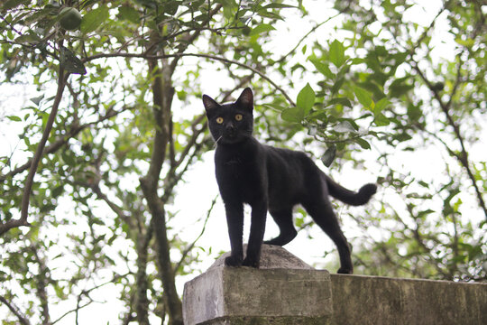 Curious Black cat looks up standing on fences. Black cat stock photo