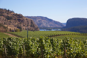 Vineyard overlooking Lake Vaseux