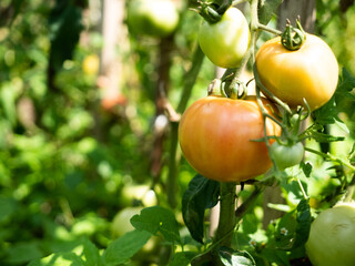 Dojrzewające pomidory na polu 